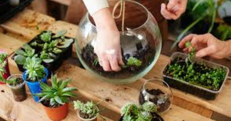 Terrarium