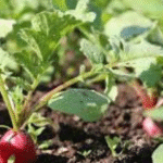 tailler un plant de radis