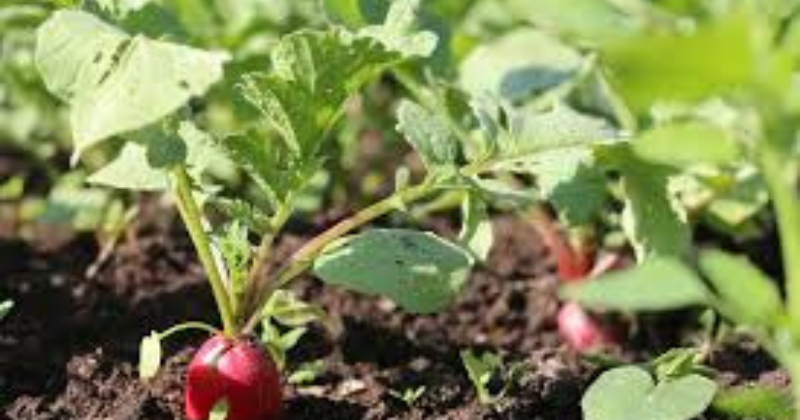 tailler un plant de radis