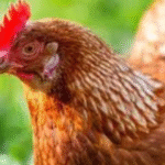 Meilleures Poules Pondeuses