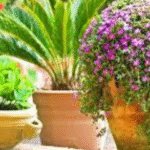 fleurs pour les pots en été