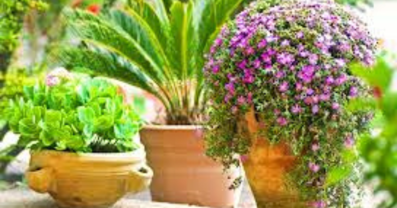 fleurs pour les pots en été