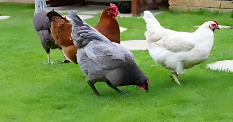 une poule au jardin