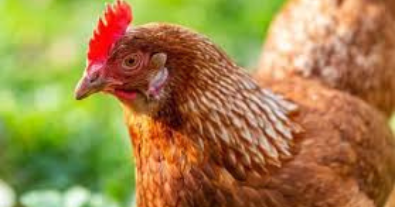 Meilleures Poules Pondeuses