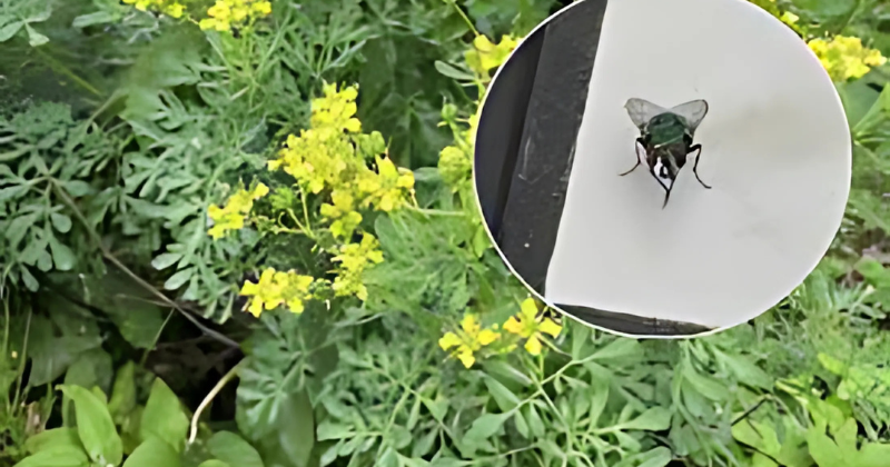 Plantes contre les insectes