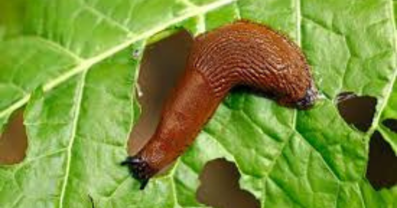 limaces