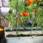 Légumes Économiques