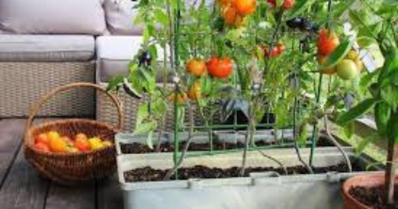 Légumes Économiques