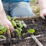 Jardinage en Pieds Carrés