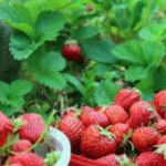 Plantes Compagnes pour les Fraises