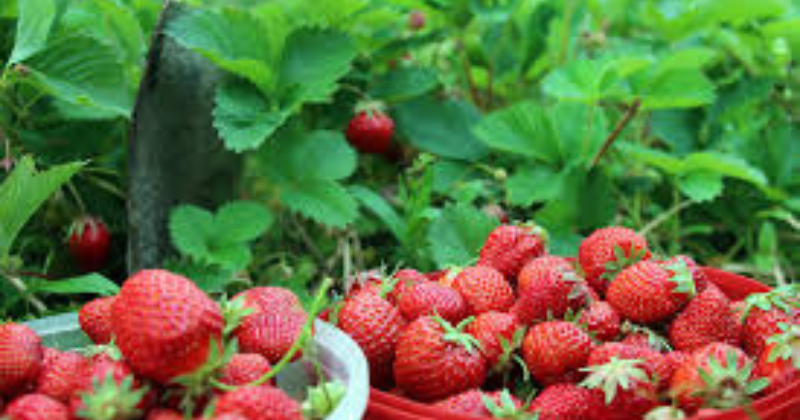 Plantes Compagnes pour les Fraises