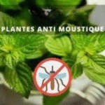 Plantes anti-moustiques