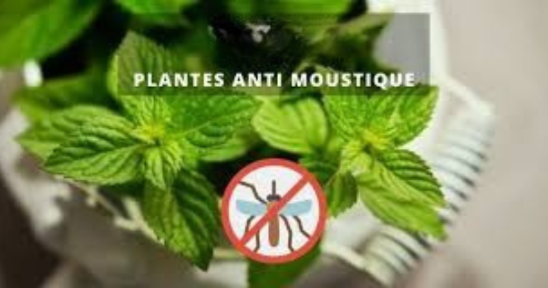 Plantes anti-moustiques