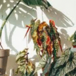 Plantes d'intérieur