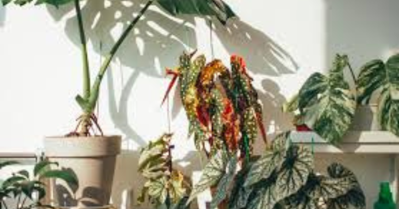 Plantes d'intérieur