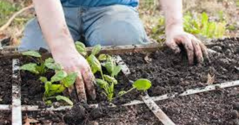 Jardinage en Pieds Carrés