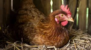 Meilleures Poules Pondeuses