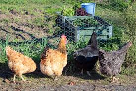 Alternance poules et potager