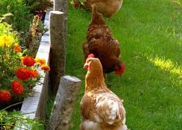 une poule au jardin
