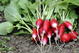 tailler un plant de radis
