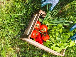 Légumes Économiques