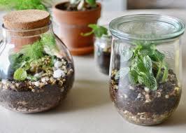 Terrarium