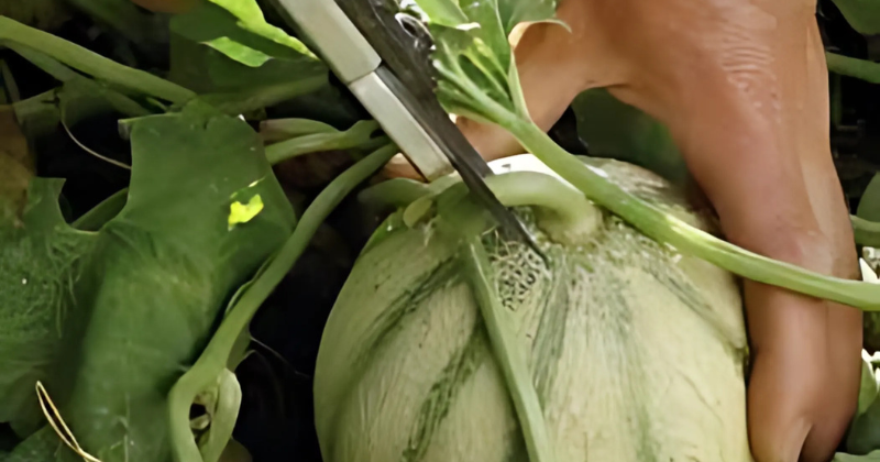 tailler le melon