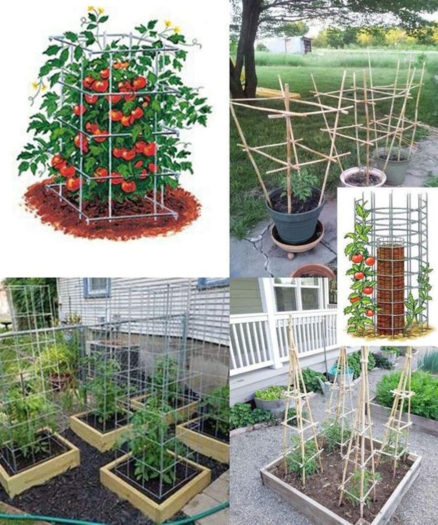 Tuteurer les tomates