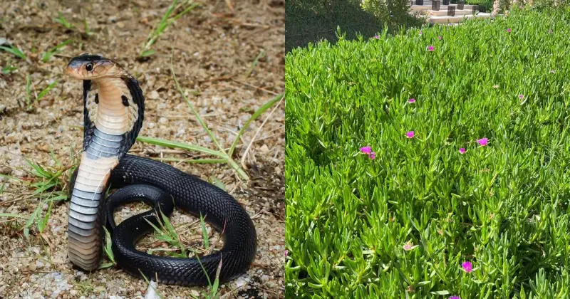 attirent les serpents
