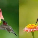 attirer les colibris