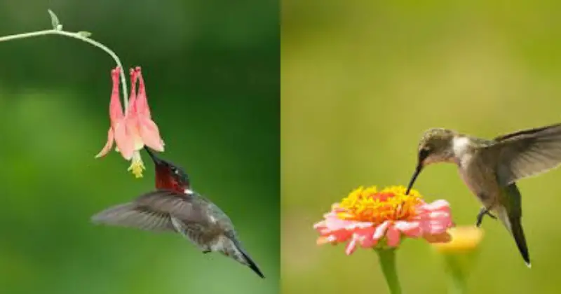 attirer les colibris