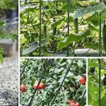 treillis pour légumes grimpants
