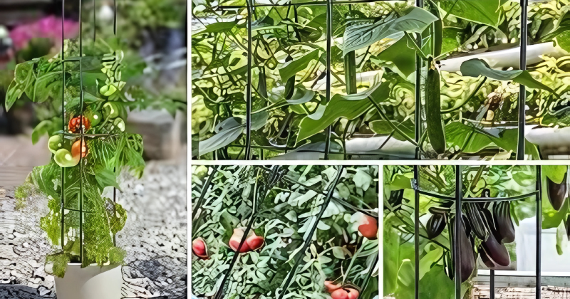 treillis pour légumes grimpants