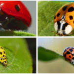 Coccinelles endémiques de France