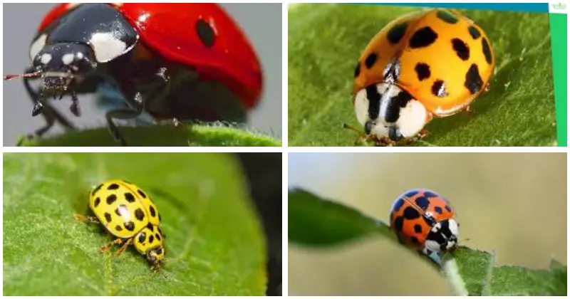 Coccinelles endémiques de France