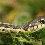 attirent les serpents