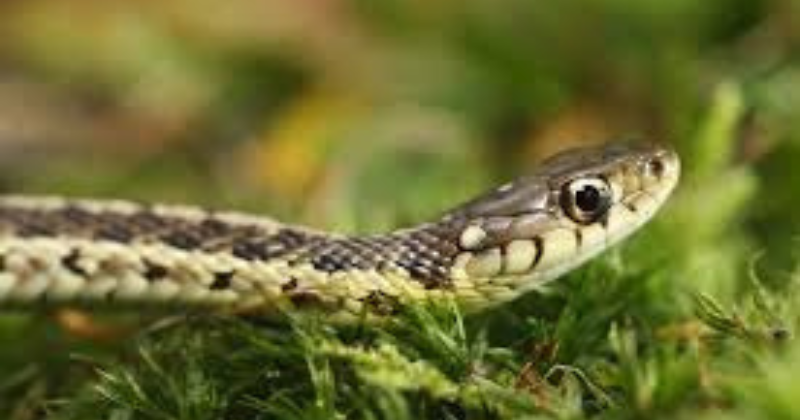 attirent les serpents