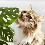 pour son chat