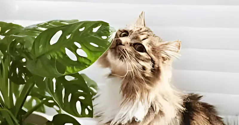 pour son chat