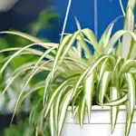 plantes araignées