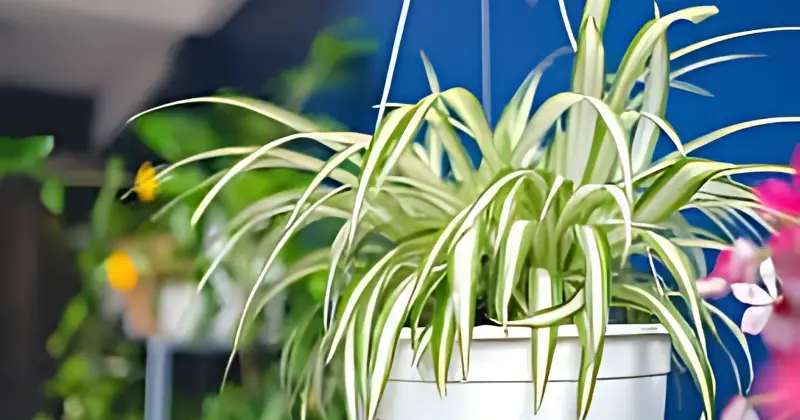 plantes araignées