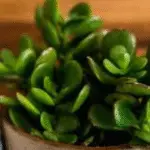 arbre de jade