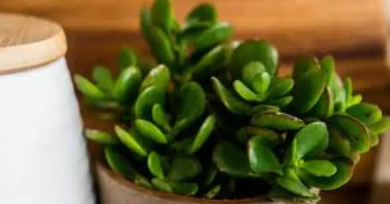 arbre de jade