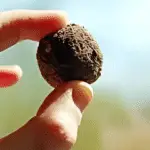 bombes à graines