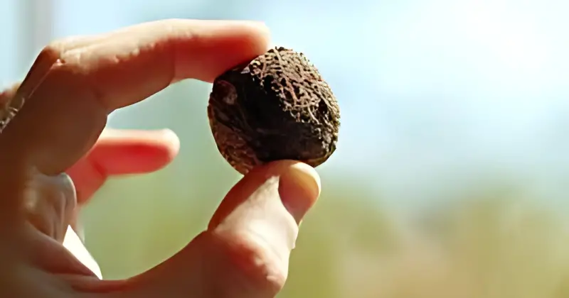 bombes à graines
