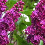 tailler un lilas