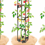 Tuteurer les tomates
