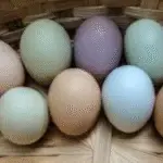 œufs aux couleurs
