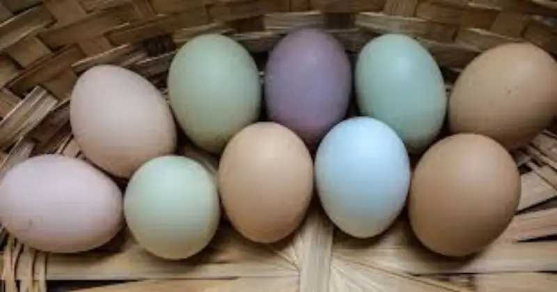 œufs aux couleurs