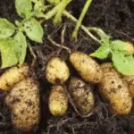 pommes de terre